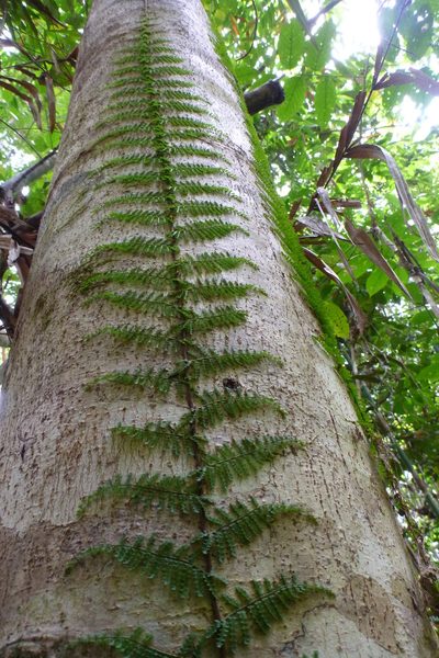 Teratophyllum articulatum, photographed by coenobita