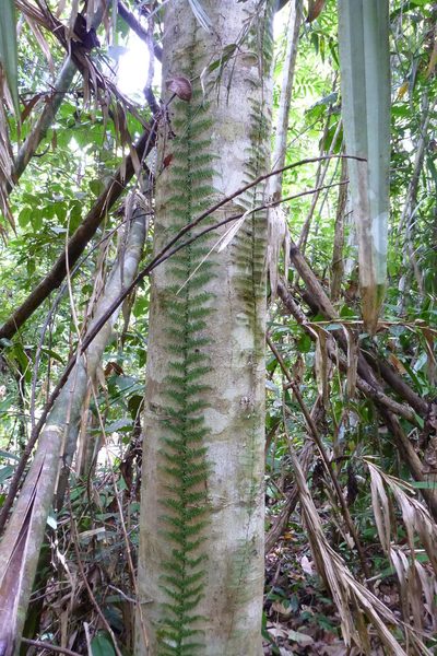 Teratophyllum articulatum, photographed by coenobita