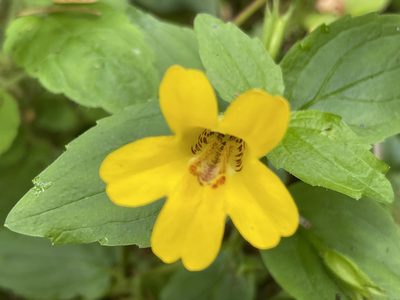 Erythranthe dentata, photographed by rappman