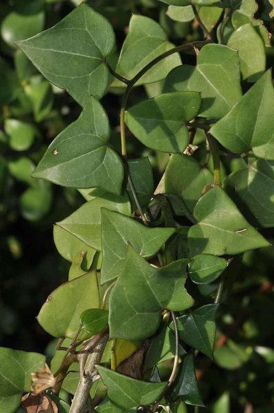 Senecio macroglossus, photographed by Andrew Hankey