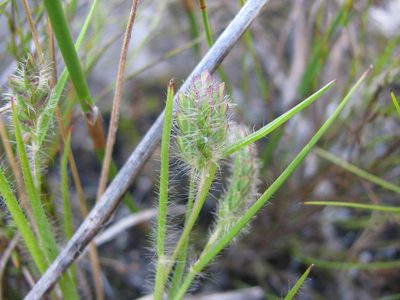 Tribolium brachystachyum, photographed by douglaseustonbrown