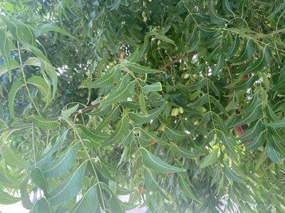 Azadirachta indica, photographed by Forest Botial-Jarvis