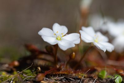 Drosera whittakeri, photographed by Kym Nicolson