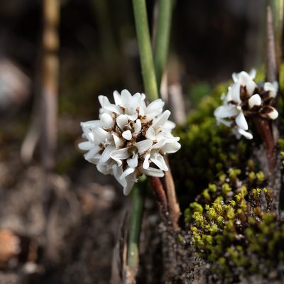 Lomandra juncea, photographed by Kym Nicolson
