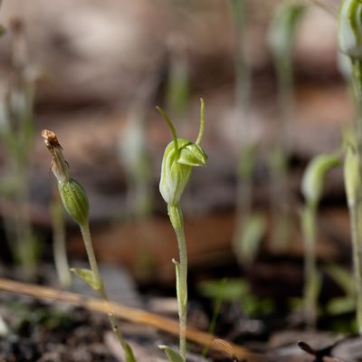 Pterostylis nana, photographed by Kym Nicolson
