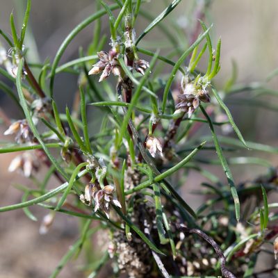 Laxmannia orientalis, photographed by Kym Nicolson