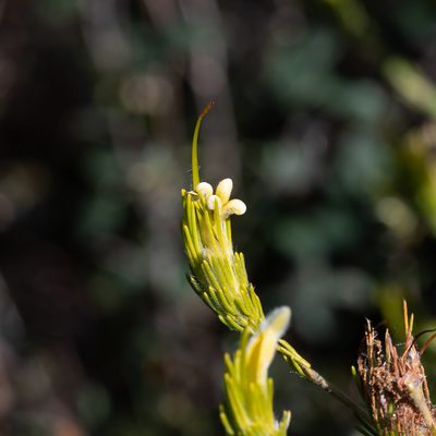 Adenanthos terminalis, photographed by Kym Nicolson