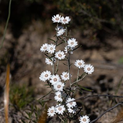 Argentipallium obtusifolium, photographed by Kym Nicolson