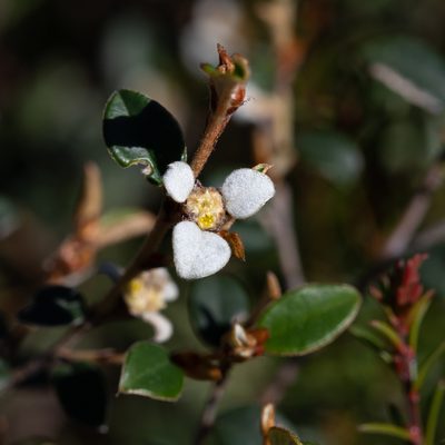Spyridium thymifolium, photographed by Kym Nicolson