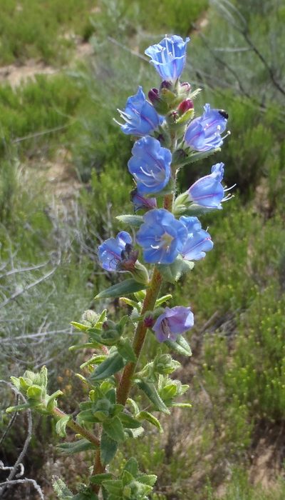 Lobostemon stachydeus, photographed by Nicola van Berkel