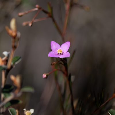 Boronia filifolia, photographed by Kym Nicolson