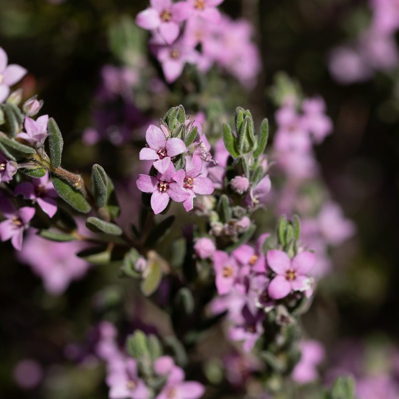 Zieria veronicea, photographed by Kym Nicolson