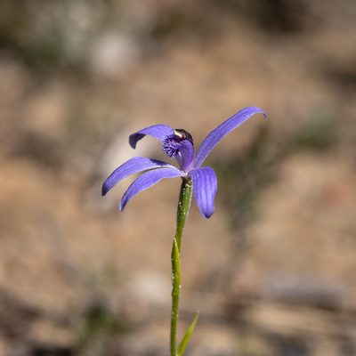 Pheladenia deformis, photographed by Kym Nicolson