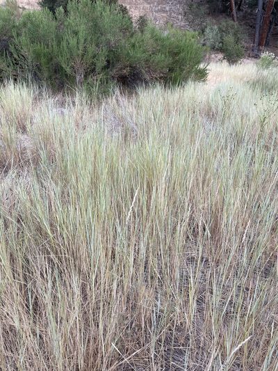 Leymus triticoides, photographed by Barbara Banfield