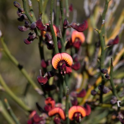 Daviesia brevifolia, photographed by Kym Nicolson
