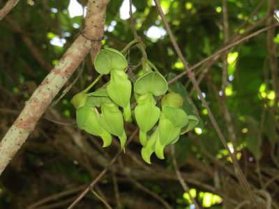Mucuna gigantea, photographed by coenobita