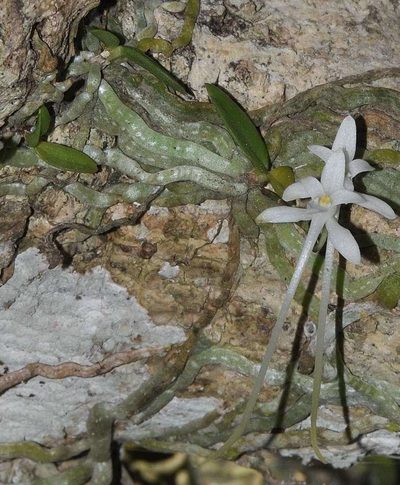 Mystacidium venosum, photographed by Andrew Hankey
