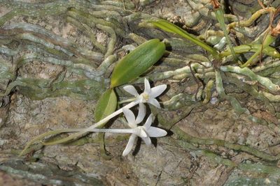 Mystacidium venosum, photographed by Andrew Hankey