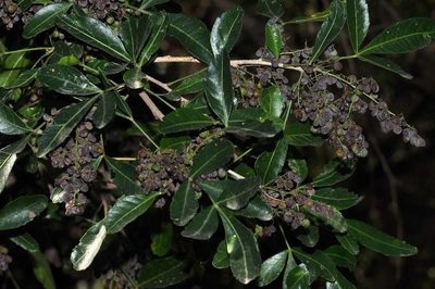 Searsia gueinzii, photographed by Andrew Hankey