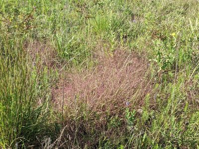 Eragrostis spectabilis, photographed by Ethan Rose