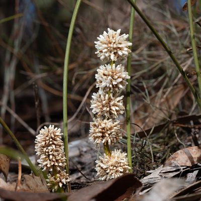 Lomandra juncea, photographed by Kym Nicolson