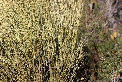Choretrum glomeratum, photographed by Kym Nicolson