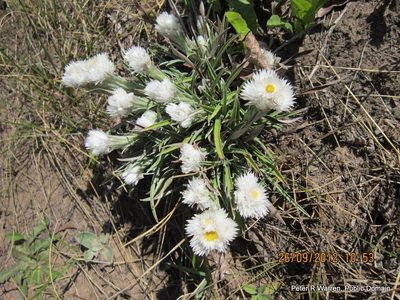 Helichrysum grandibracteatum, photographed by Peter Warren