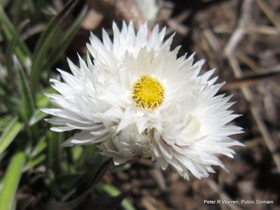 Helichrysum grandibracteatum, photographed by Peter Warren