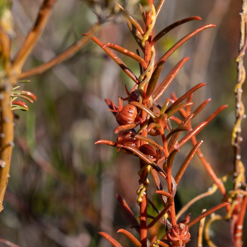 Gyrostemon australasicus, photographed by Kym Nicolson