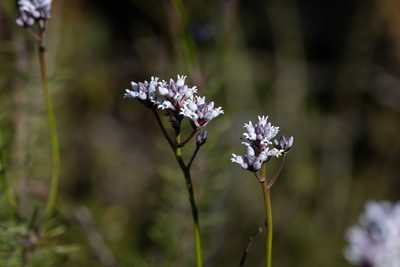 Conospermum patens, photographed by Kym Nicolson