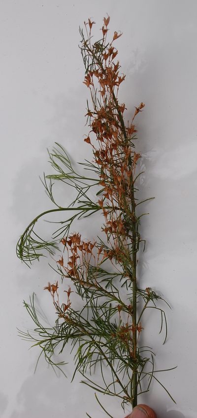 Psoralea imminens, photographed by Charles Stirton