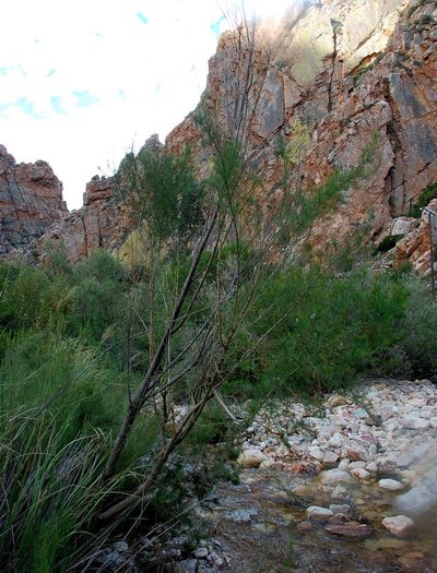 Psoralea imminens, photographed by Charles Stirton