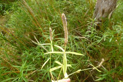 Pogostemon stellatus, photographed by coenobita