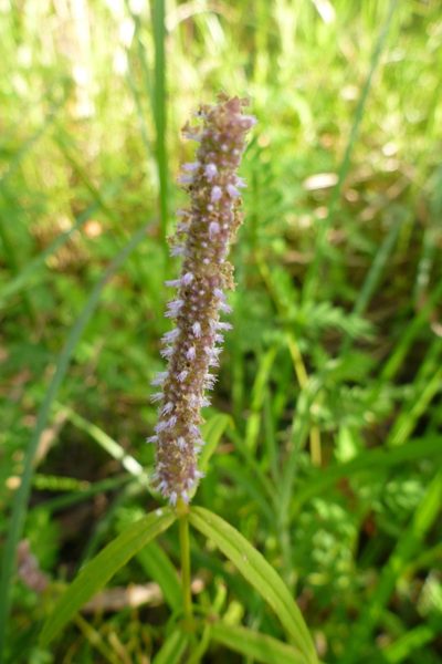 Pogostemon stellatus, photographed by coenobita