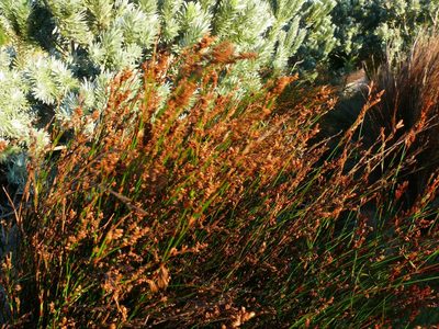 Restio multiflorus, photographed by Tony Rebelo