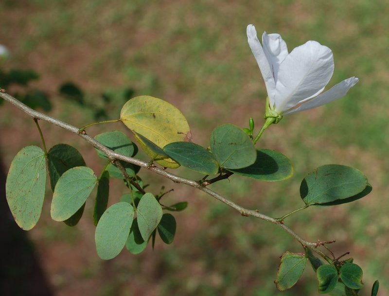Bauhinia natalensis, photographed by Charles Stirton