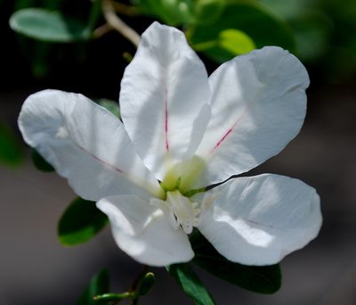 Bauhinia natalensis, photographed by Charles Stirton