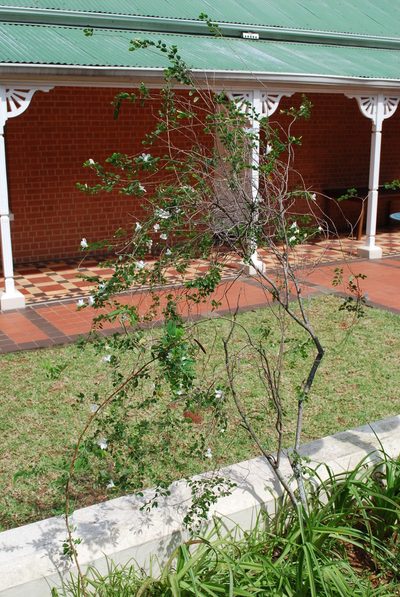 Bauhinia natalensis, photographed by Charles Stirton