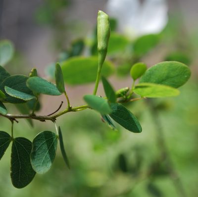 Bauhinia natalensis, photographed by Charles Stirton
