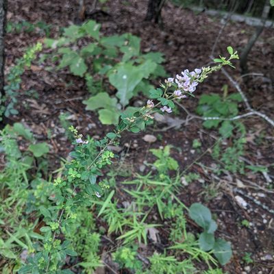 Lespedeza violacea, photographed by stephen