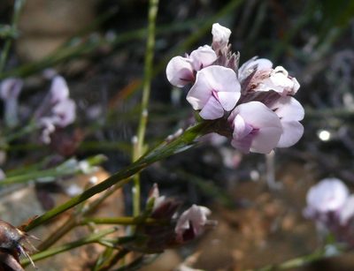 Amphithalea cedarbergensis, photographed by Tony Rebelo