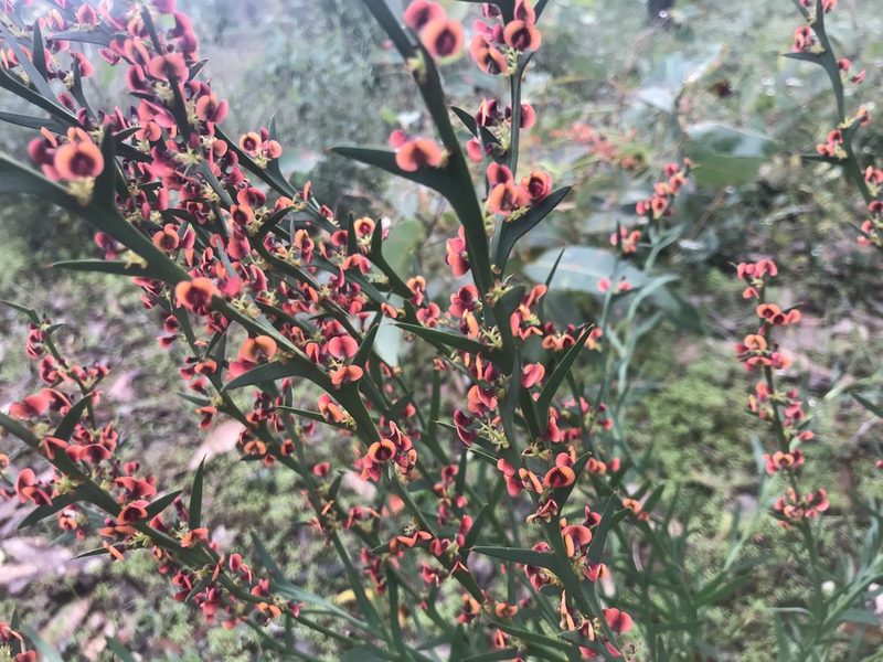 Daviesia decurrens, photographed by Ann Bentley