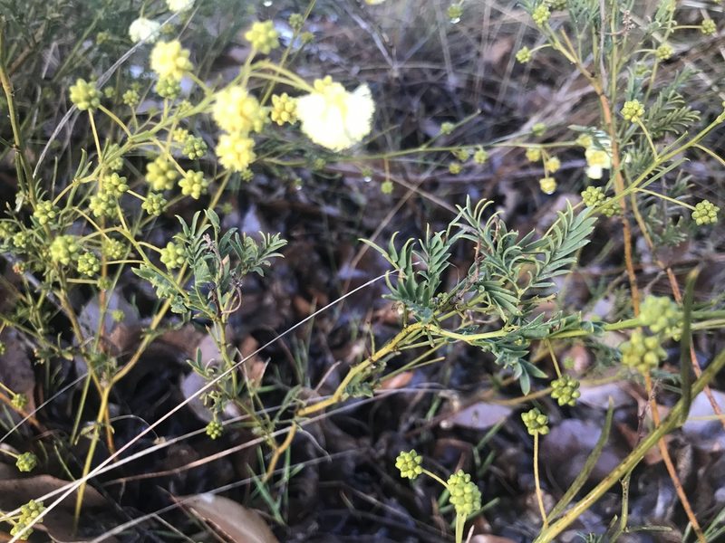 Acacia insolita, photographed by Ann Bentley
