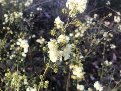 Acacia insolita, photographed by Ann Bentley