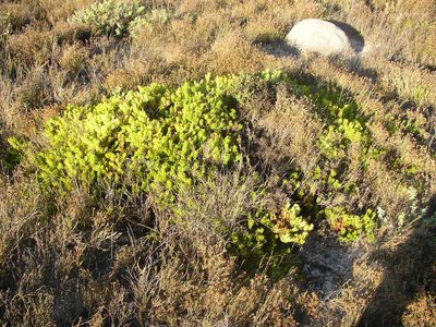 Serruria viridifolia, photographed by Tony Rebelo