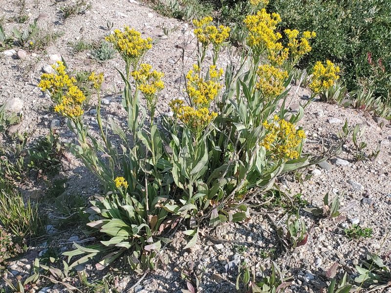 Senecio atratus, photographed by Craig Martin