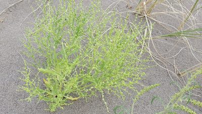 Dysphania atriplicifolia, photographed by Craig Martin