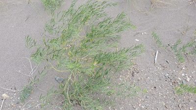 Ladeania lanceolata, photographed by Craig Martin