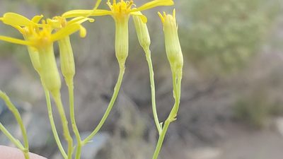 Senecio spartioides, photographed by Craig Martin
