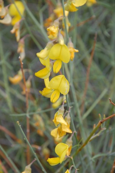 Crotalaria lebeckioides, photographed by Charles Stirton